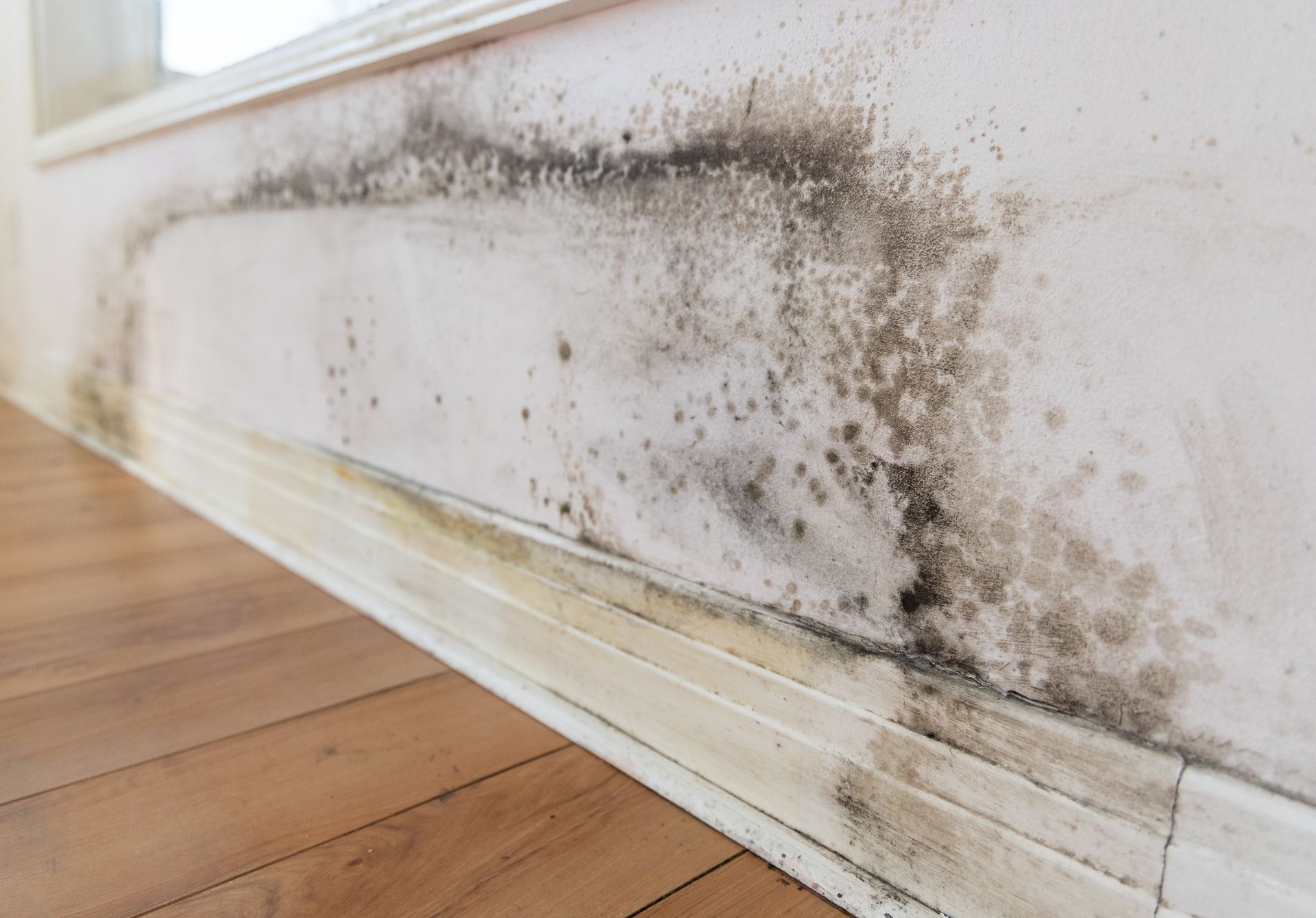 Des moisissures sombres se développent le long d'un mur blanc, au-dessus d'une plinthe et d'un plancher en bois.