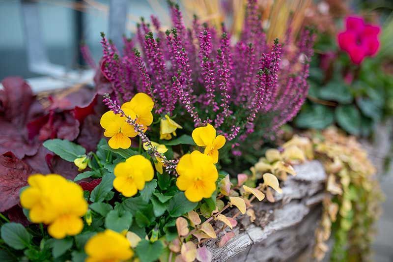 Gärtnerei + Floristik Peter Müller, Bad Königshofen - OT Merkershausen | Qualität, Sortenvielfalt und die individuelle Beratung kreative Grabgestaltung. breites Spektrum an mediterranen Pflanzen an. ausgebildeter Floristen Kreativität und Fachkompetenz. Floristische Werkstücke zu allen Jahreszeiten sowie Trauer- und Hochzeitsfloristik