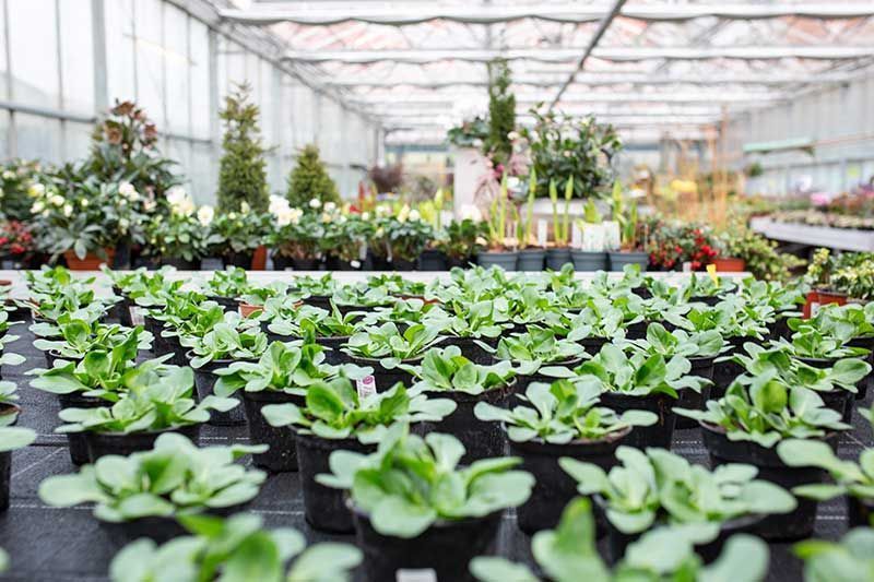 Gärtnerei + Floristik Peter Müller, Bad Königshofen - OT Merkershausen | Qualität, Sortenvielfalt und die individuelle Beratung kreative Grabgestaltung. breites Spektrum an mediterranen Pflanzen an. ausgebildeter Floristen Kreativität und Fachkompetenz. Floristische Werkstücke zu allen Jahreszeiten sowie Trauer- und Hochzeitsfloristik