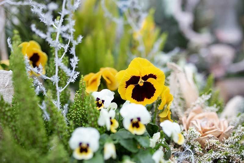 Gärtnerei + Floristik Peter Müller, Bad Königshofen - OT Merkershausen | Qualität, Sortenvielfalt und die individuelle Beratung kreative Grabgestaltung. breites Spektrum an mediterranen Pflanzen an. ausgebildeter Floristen Kreativität und Fachkompetenz. Floristische Werkstücke zu allen Jahreszeiten sowie Trauer- und Hochzeitsfloristik