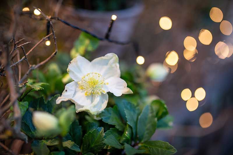 Gärtnerei + Floristik Peter Müller, Bad Königshofen - OT Merkershausen | Qualität, Sortenvielfalt und die individuelle Beratung kreative Grabgestaltung. breites Spektrum an mediterranen Pflanzen an. ausgebildeter Floristen Kreativität und Fachkompetenz. Floristische Werkstücke zu allen Jahreszeiten sowie Trauer- und Hochzeitsfloristik