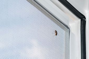 Insektenschutz für Fenster
