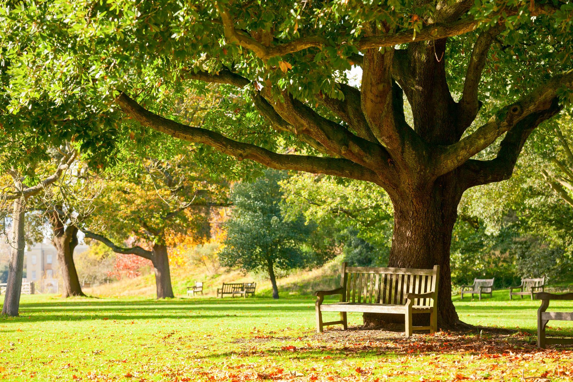 Baum im Park mit Bank