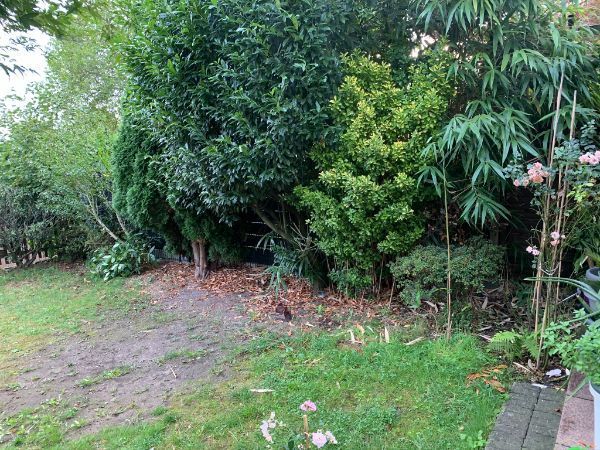 Garten mit fleckigem Rasen und großen Büschen