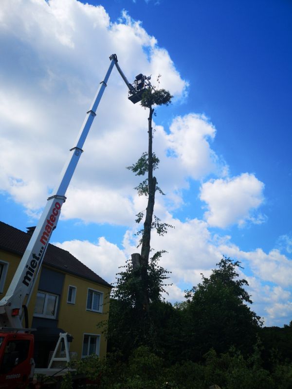 Arbeitskorb an einem Baum