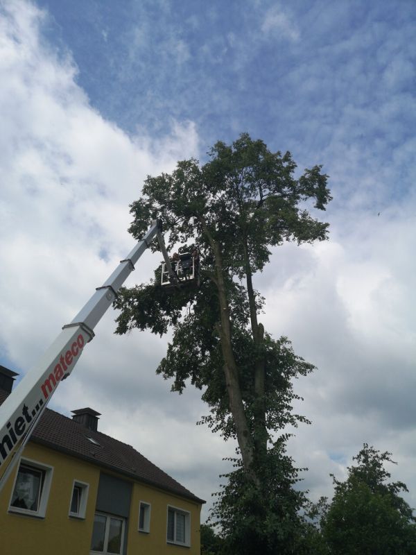 Arbeitskorb an einem Baum