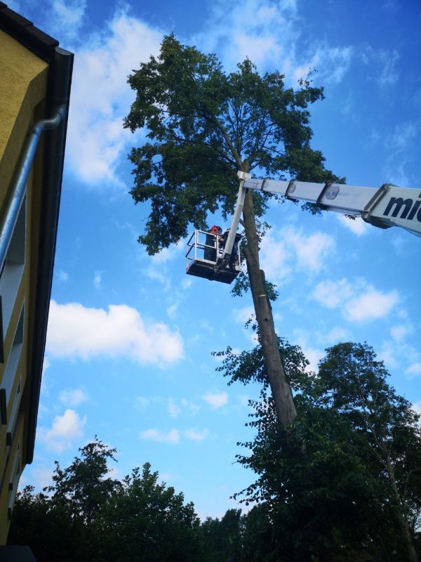 Arbeitskorb an einem Baum
