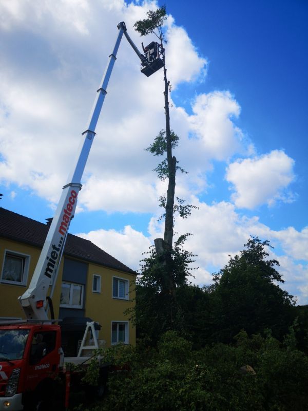 Arbeitskorb an einem Baum