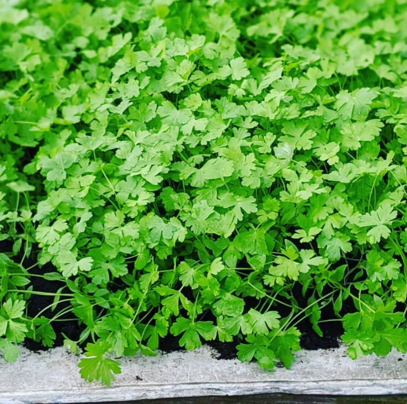 Coriandre