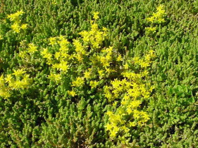 Plantes - LBPaysages