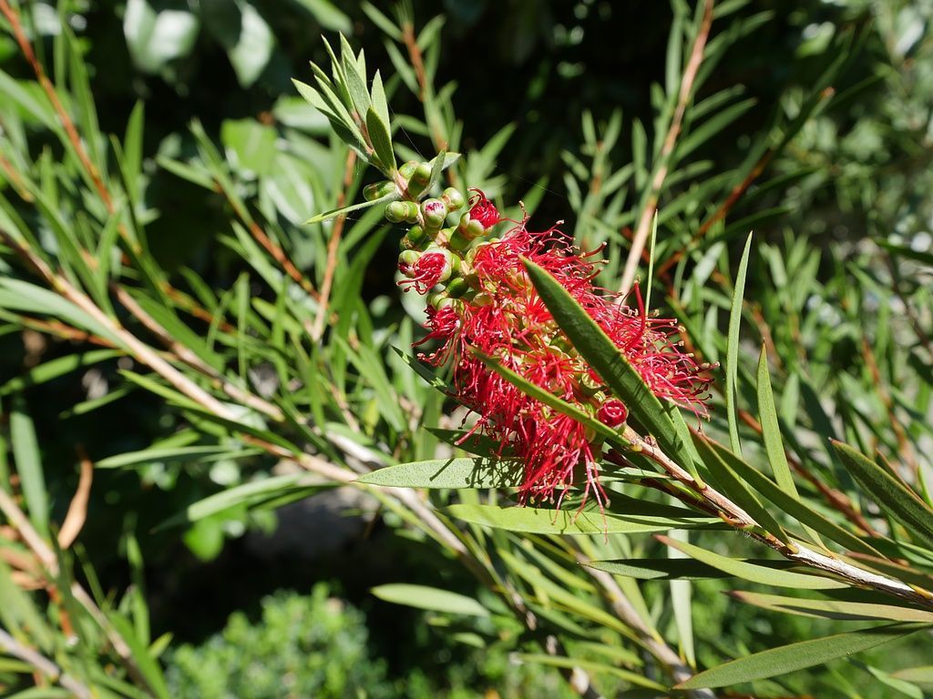 Plantes - LBPaysages
