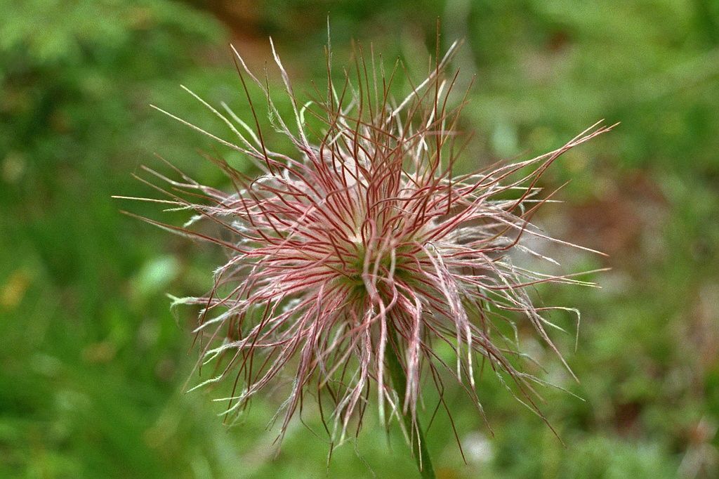 Anémone pulsatille - LBPaysages