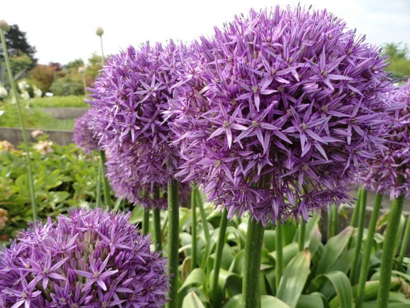 Allium LBPaysages