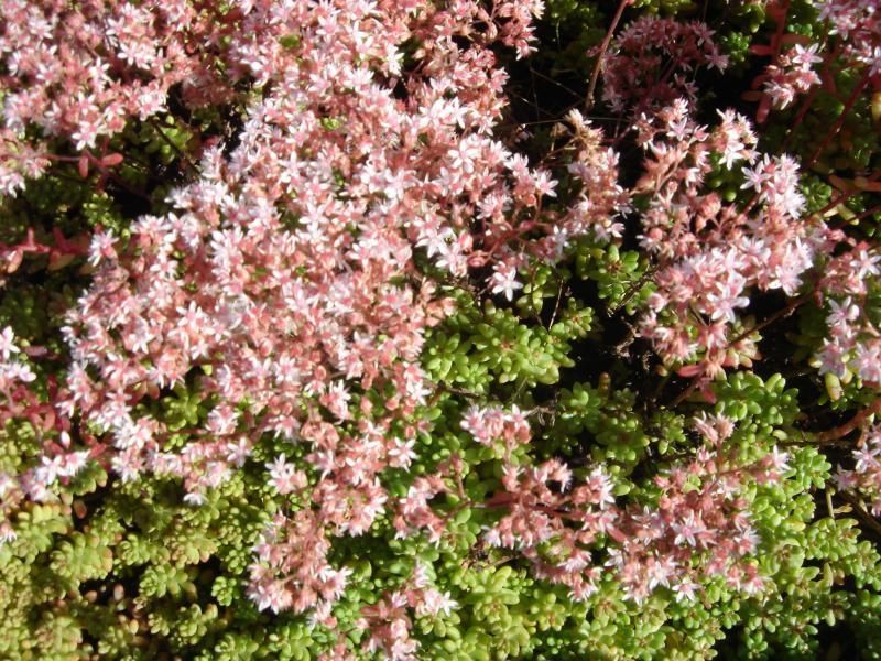 Plantes - LBPaysages