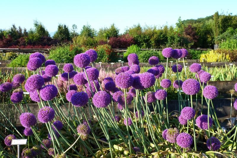 Allium LBPaysages