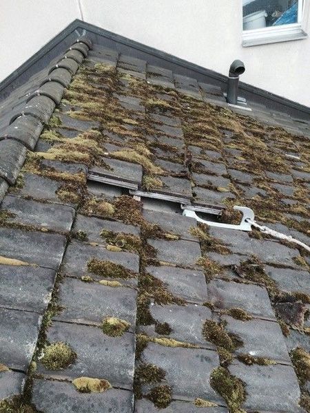 Mit Moos bedecktes Dach mit Leiterhaken und Schornstein.