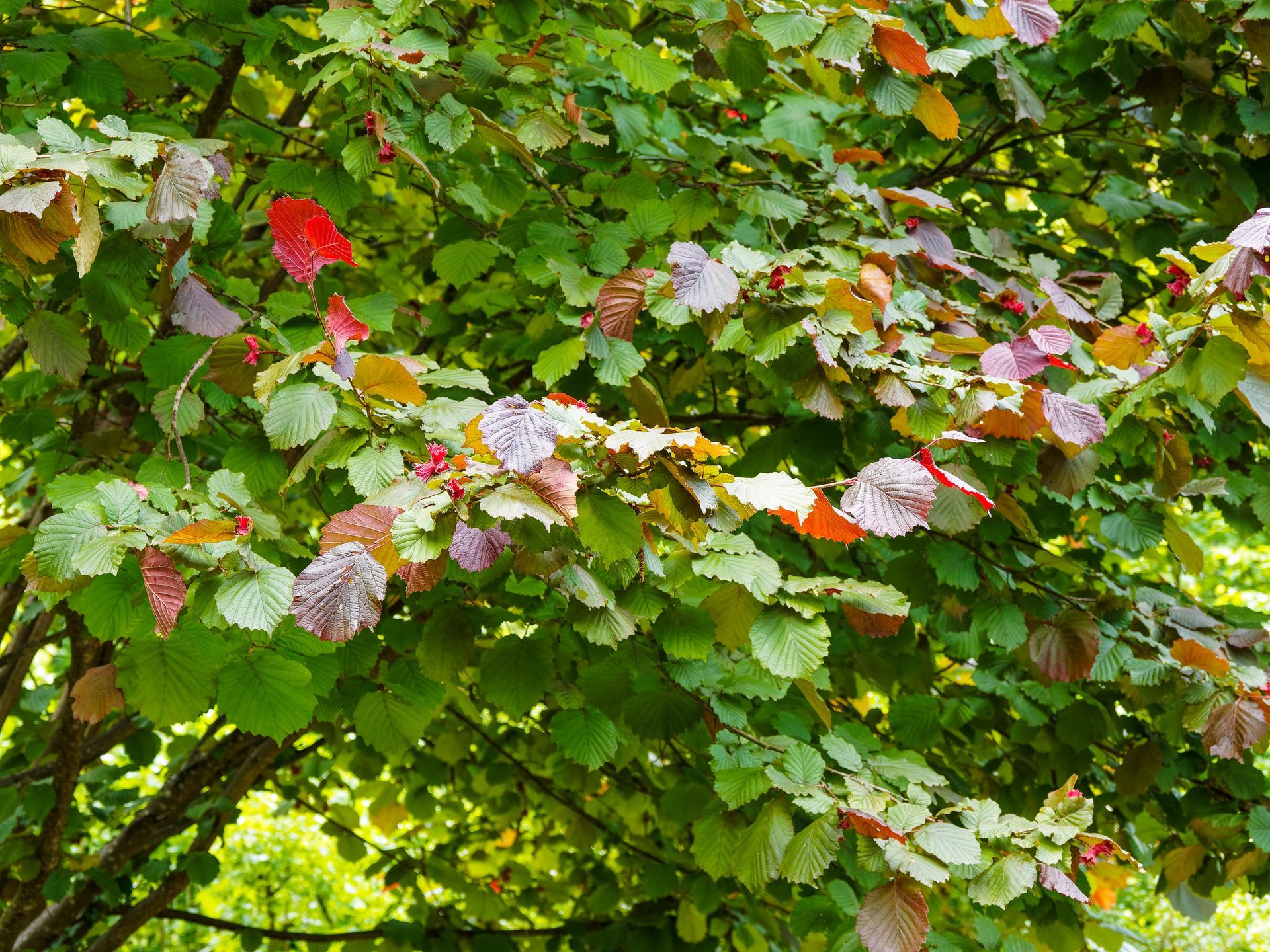 Branches d'arbres feuillues avec des grappes de fleurs blanches et roses