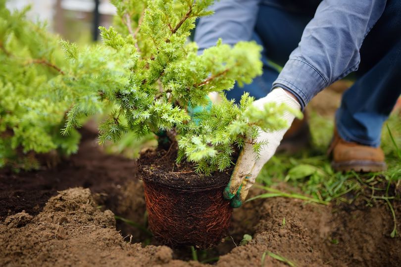 Un jardinier plante un petit arbuste vert dans un sol humide, portant des gants à l'extérieur.