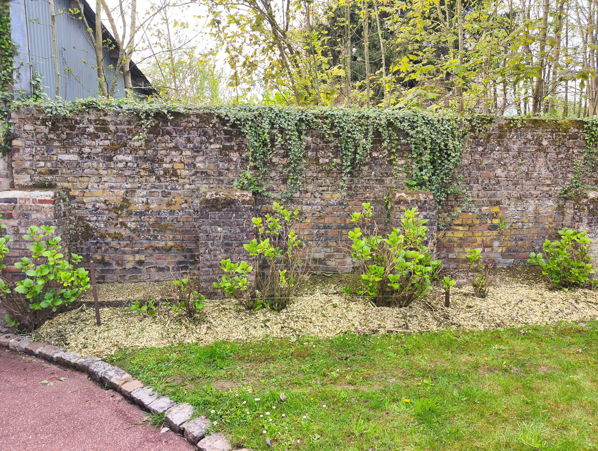 Mur de briques recouvert de lierre, arbustes, bande de gravier et pelouse verte bordant un chemin sinueux