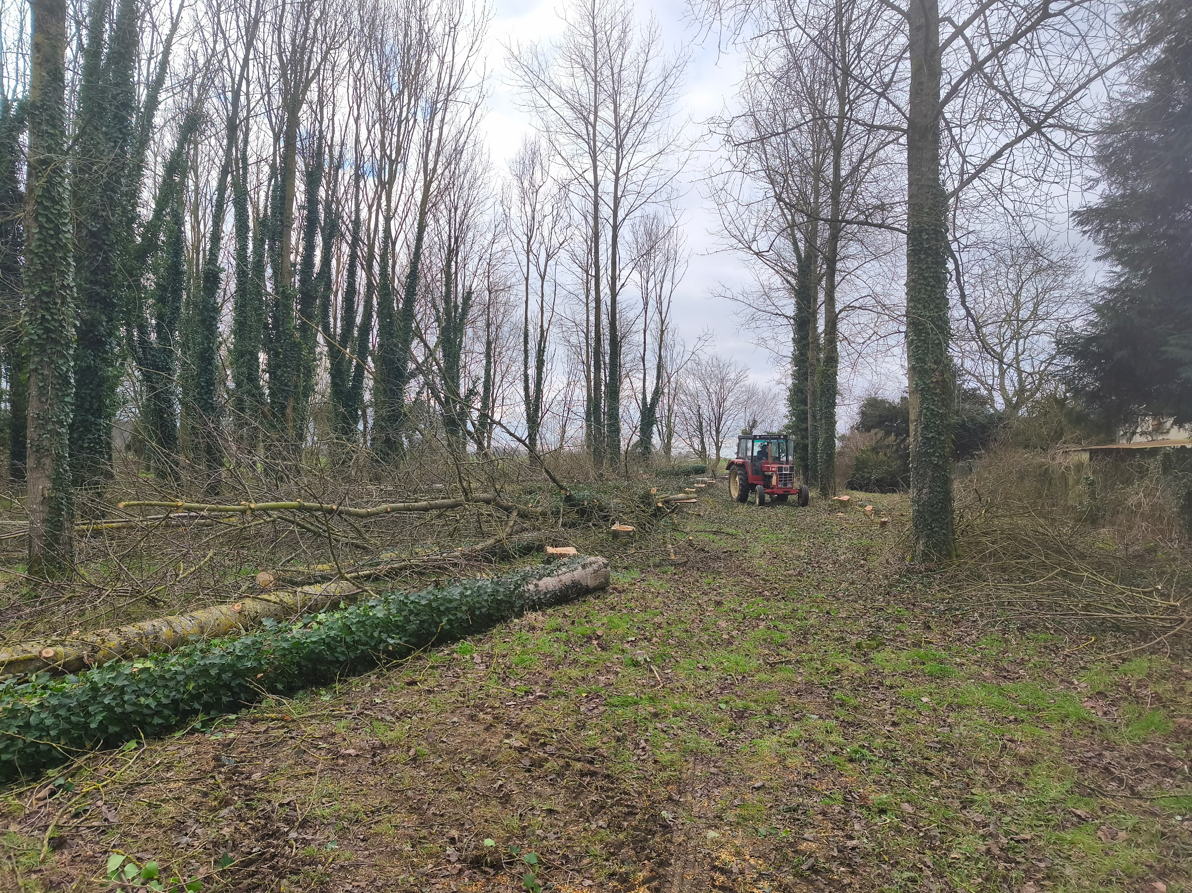 Chemin boisé avec des troncs d'arbres abattus et un petit groupe de personnes au loin