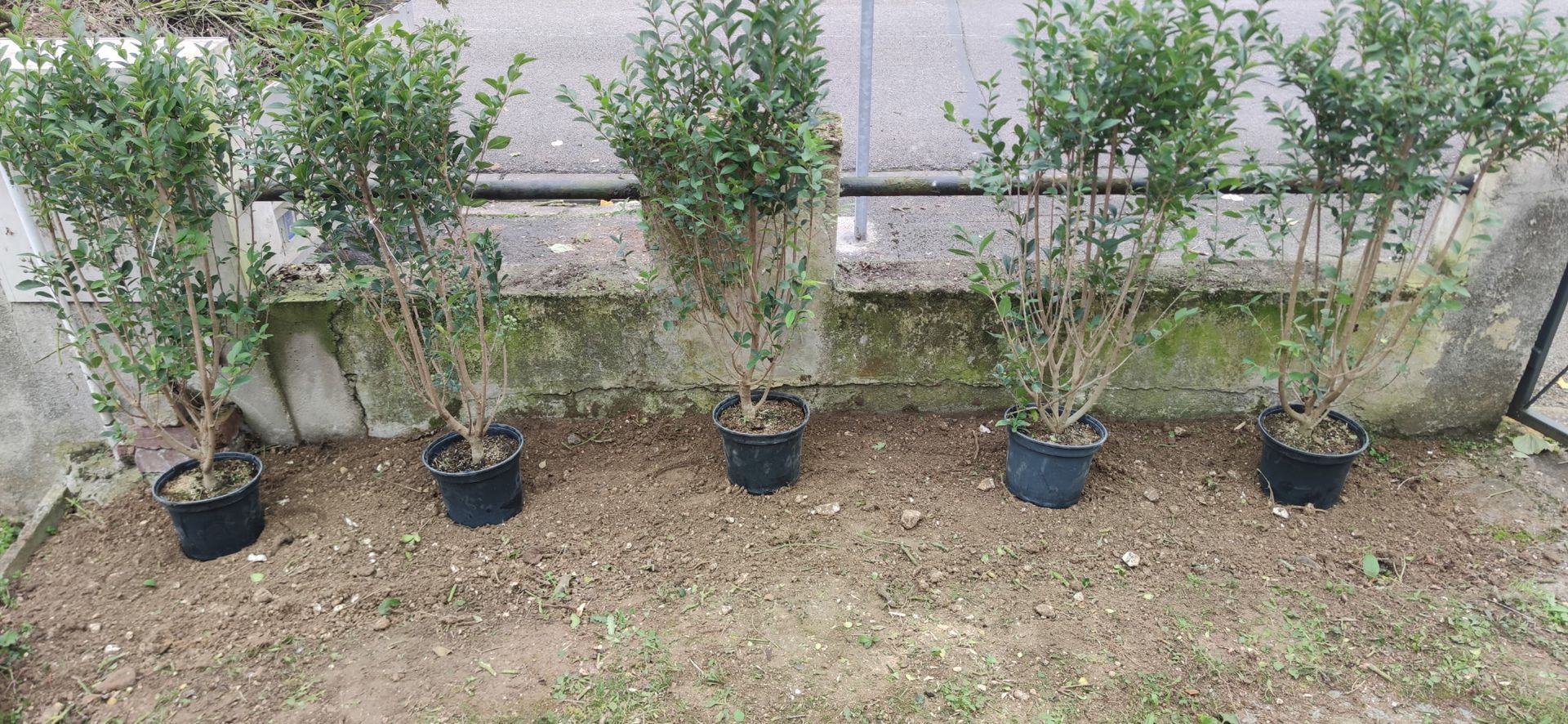 Rangée de jeunes arbres en pot contre un mur sur un terrain vague, montrant de petits arbres dans des pots noirs et bleus.