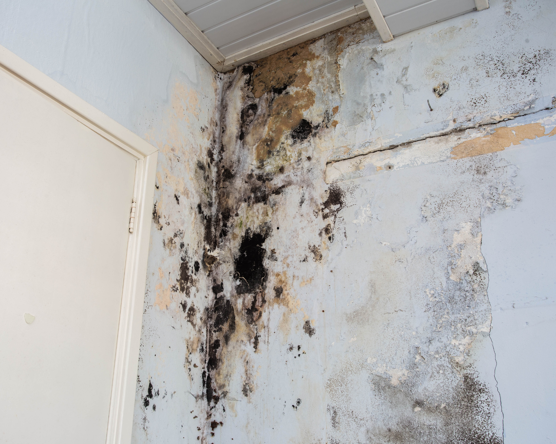 Dégâts causés par la moisissure et l'eau sur un mur intérieur bleu clair, près d'une porte et d'un plafond blancs.