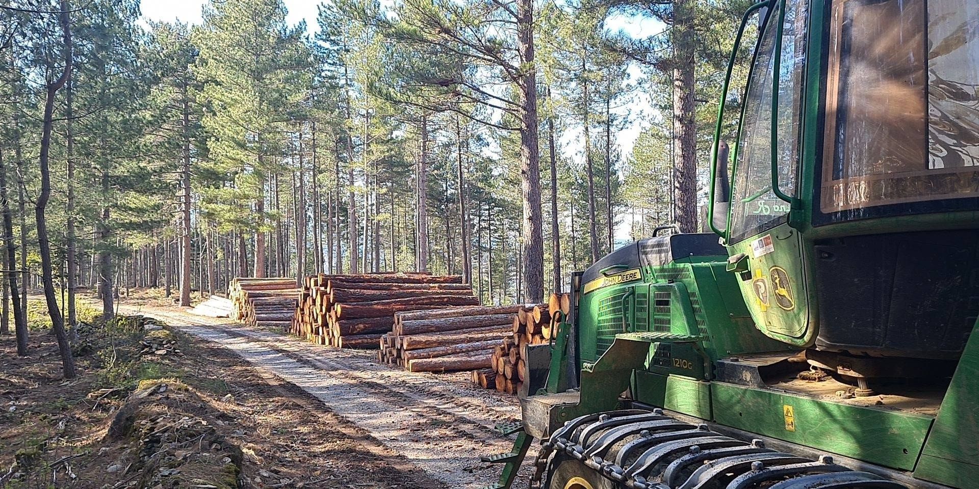Chemin en forêt avec du bois coupé sur le coté