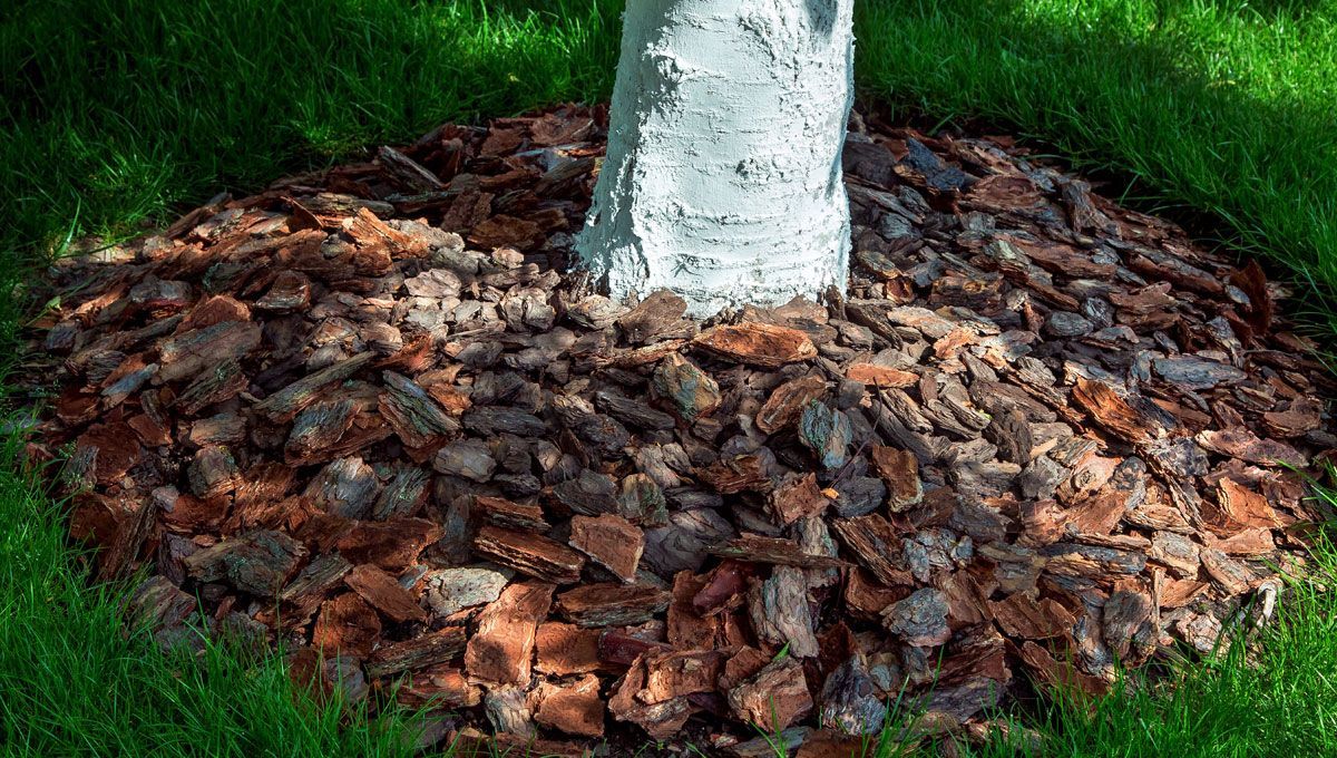 Arbre avec des plaquettes forestières à sa base
