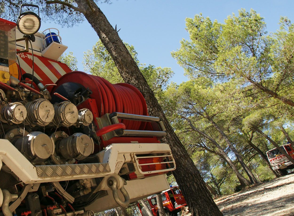 Souche de bois dans la forêt