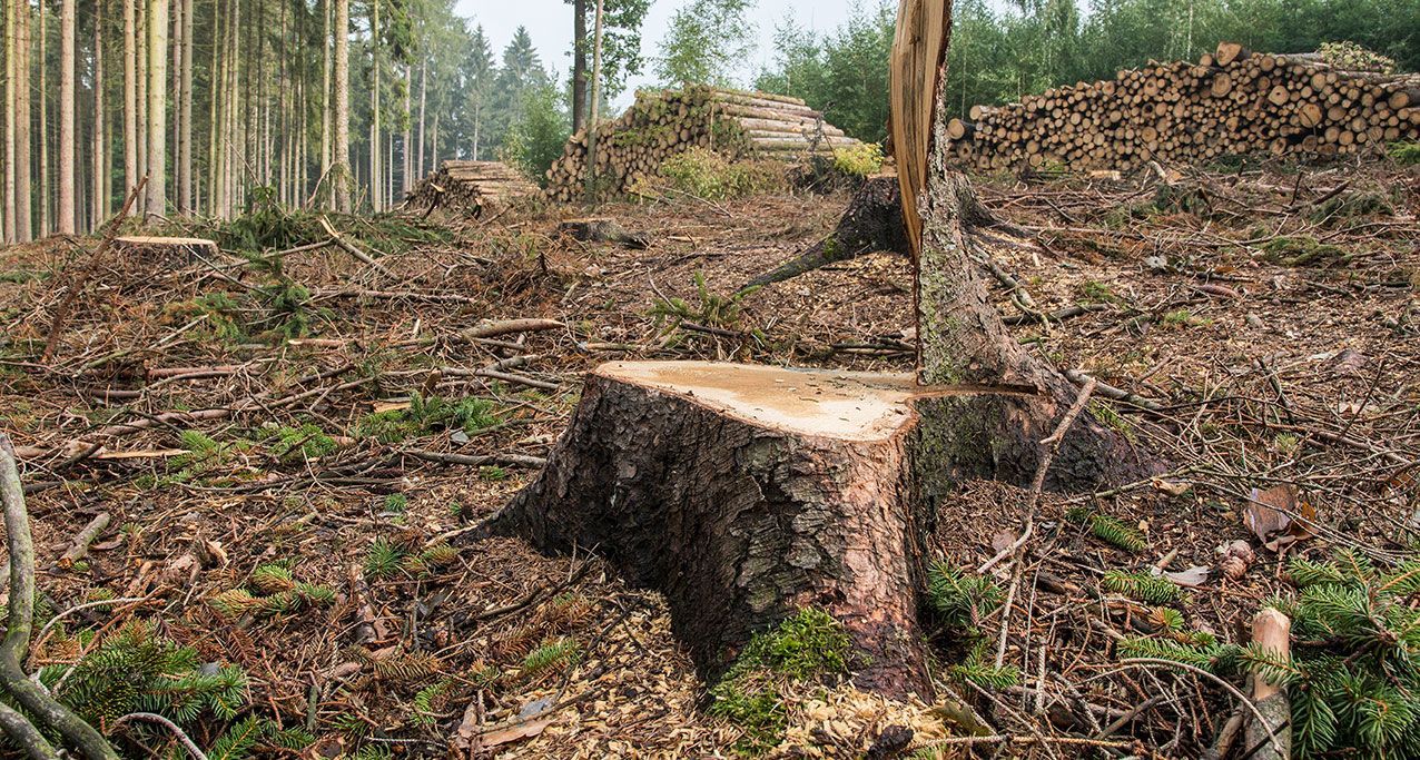 Coupe rase en forêt