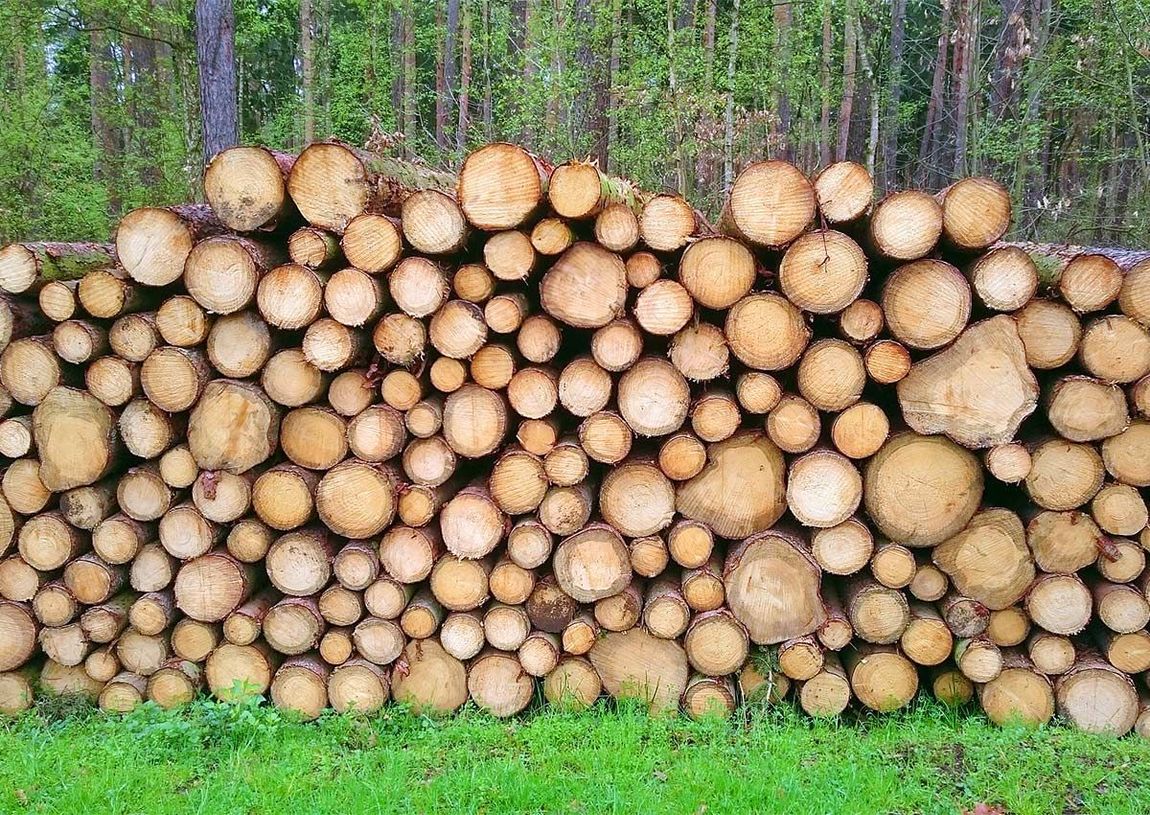 Rondins de bois fraîchement coupés