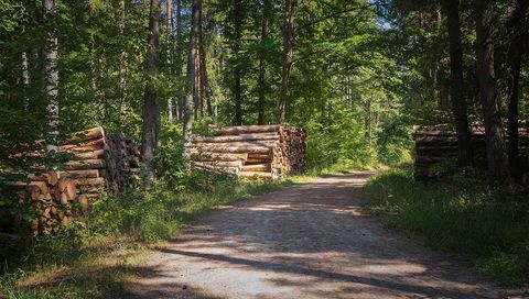 Piste forestière 