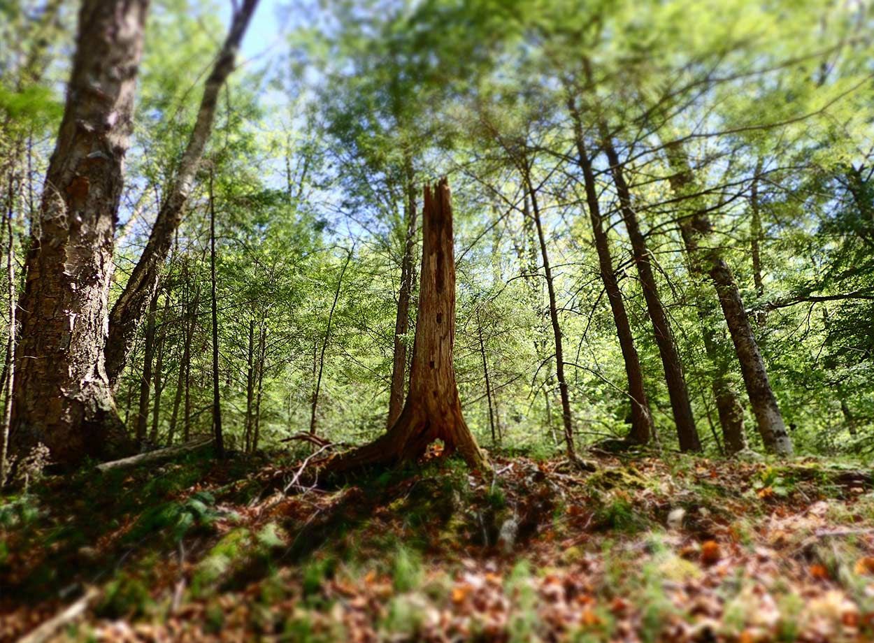 Souche de bois dans la forêt