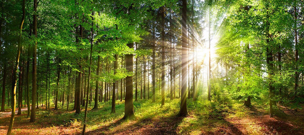 Forêt avec rayon de soleil