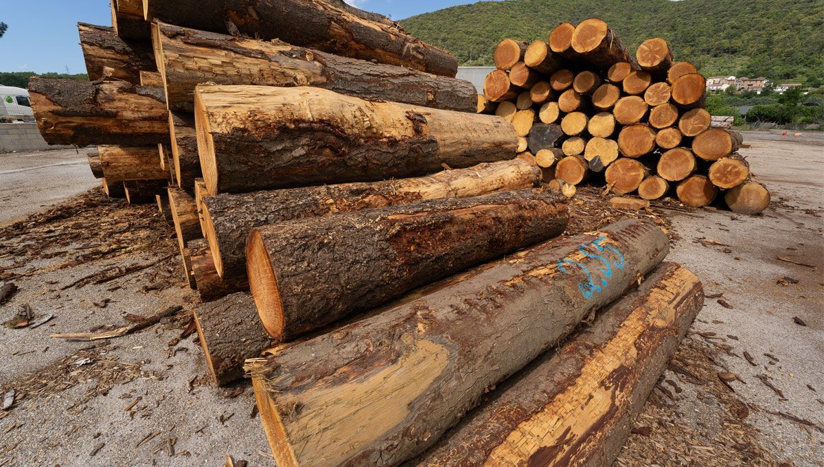 Grume de bois