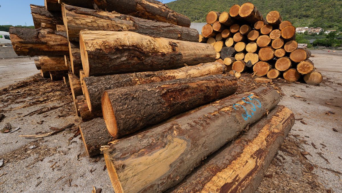 Grume de bois