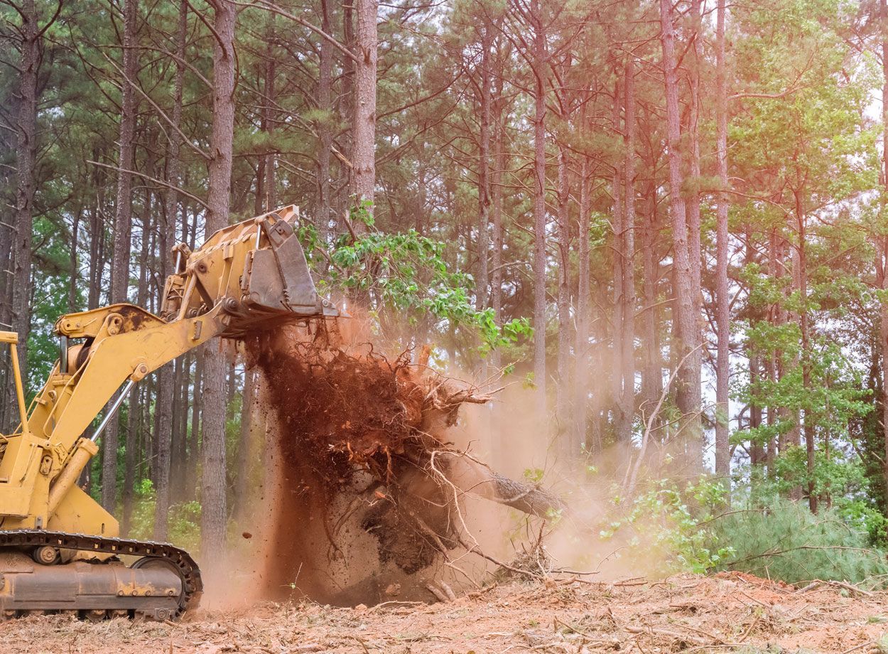 Machine qui enlève des souches dans une forêt