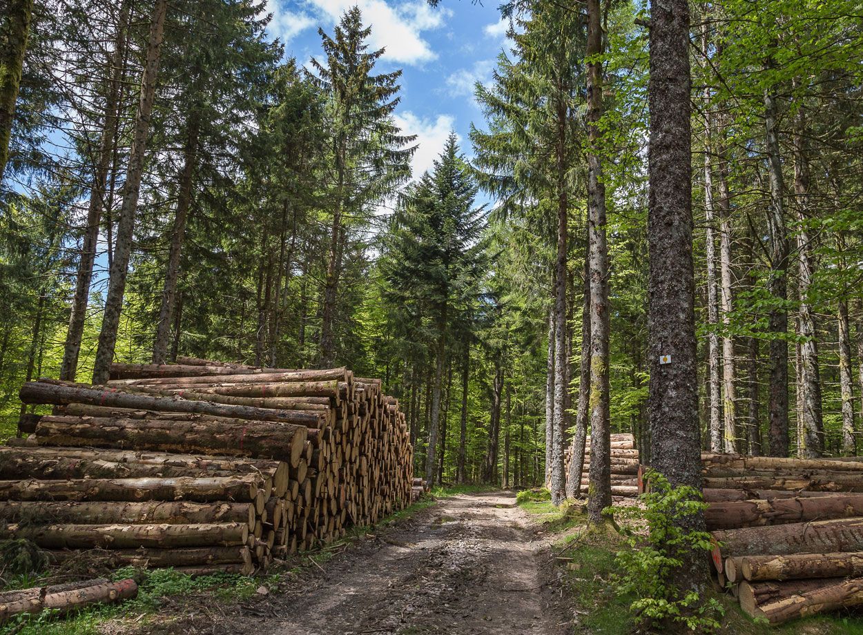 Grume de sapin
