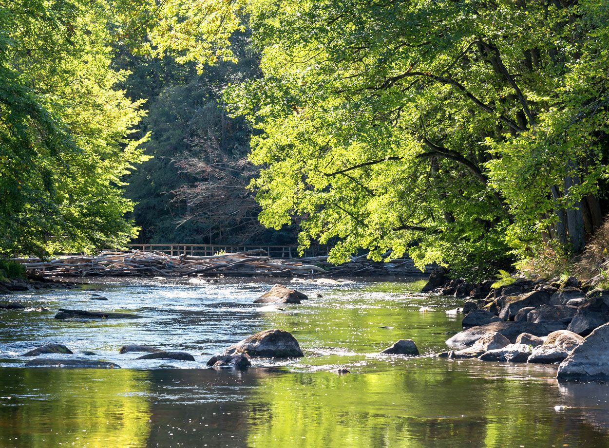 cours d'eau avec des arbres