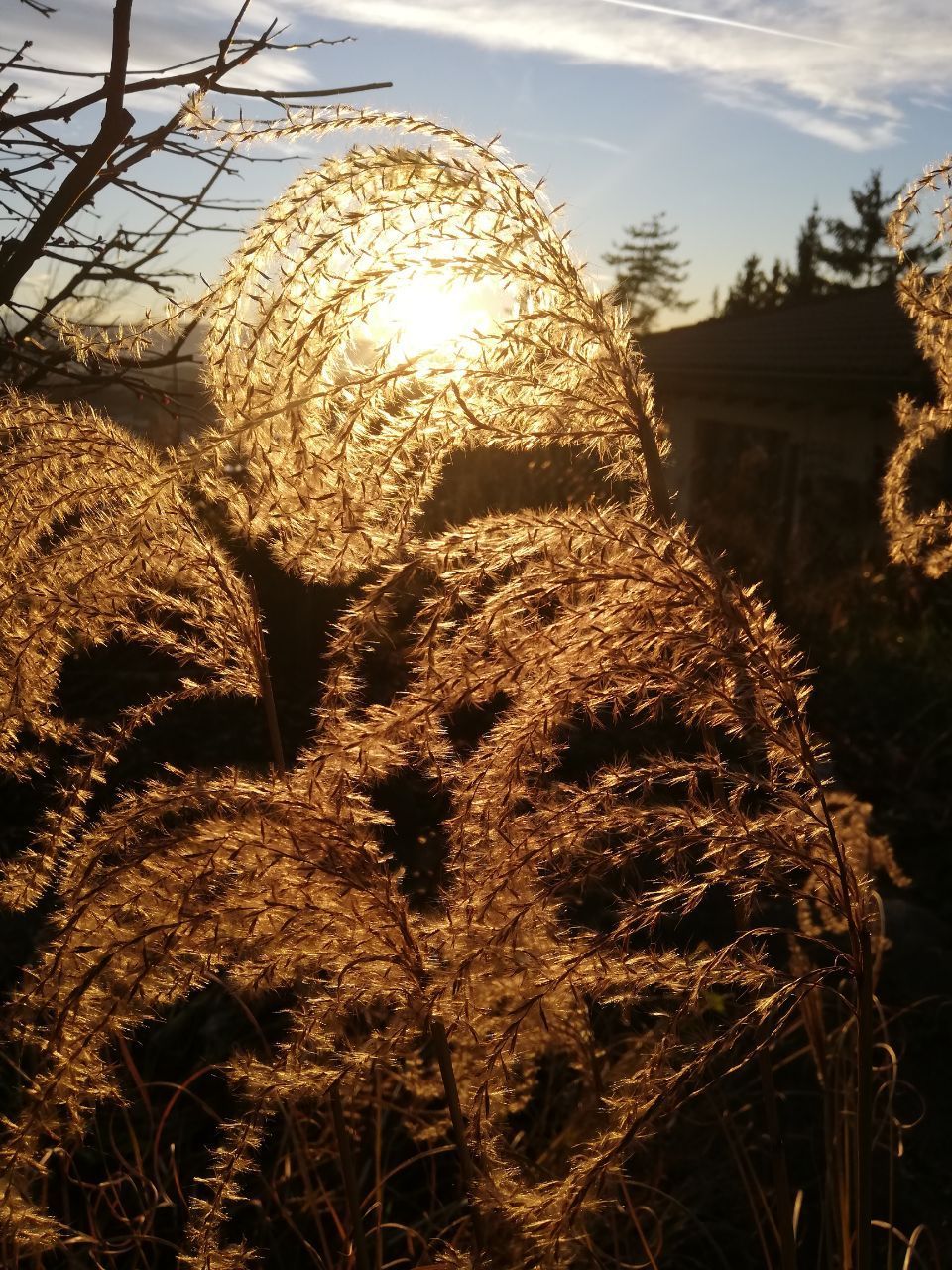 Die Sonne scheint durch das hohe Gras. Foto von der Viridis Gärten GmbH