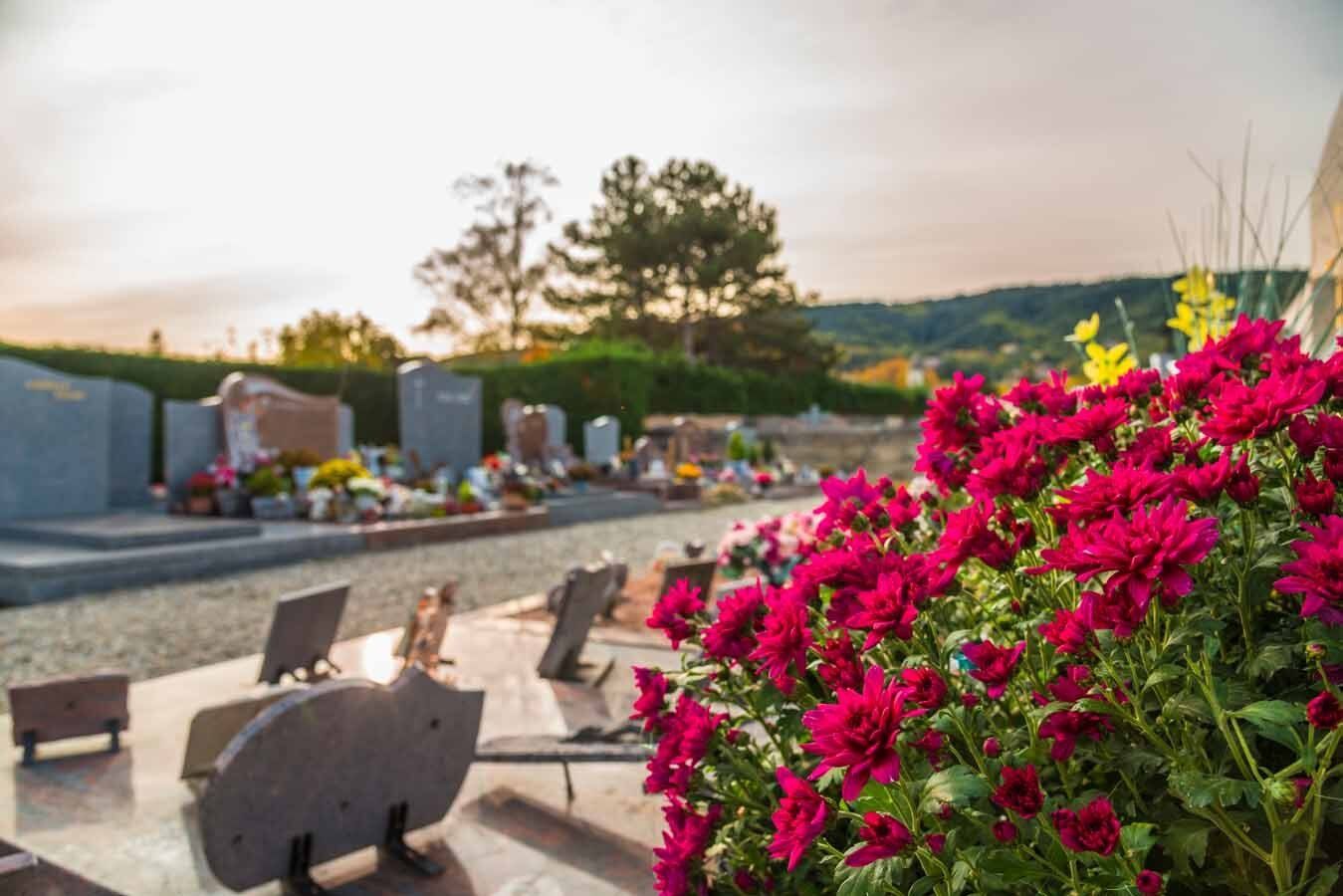 Chrysanthème posée sur une tombe dans un cimetière au soleil couchant