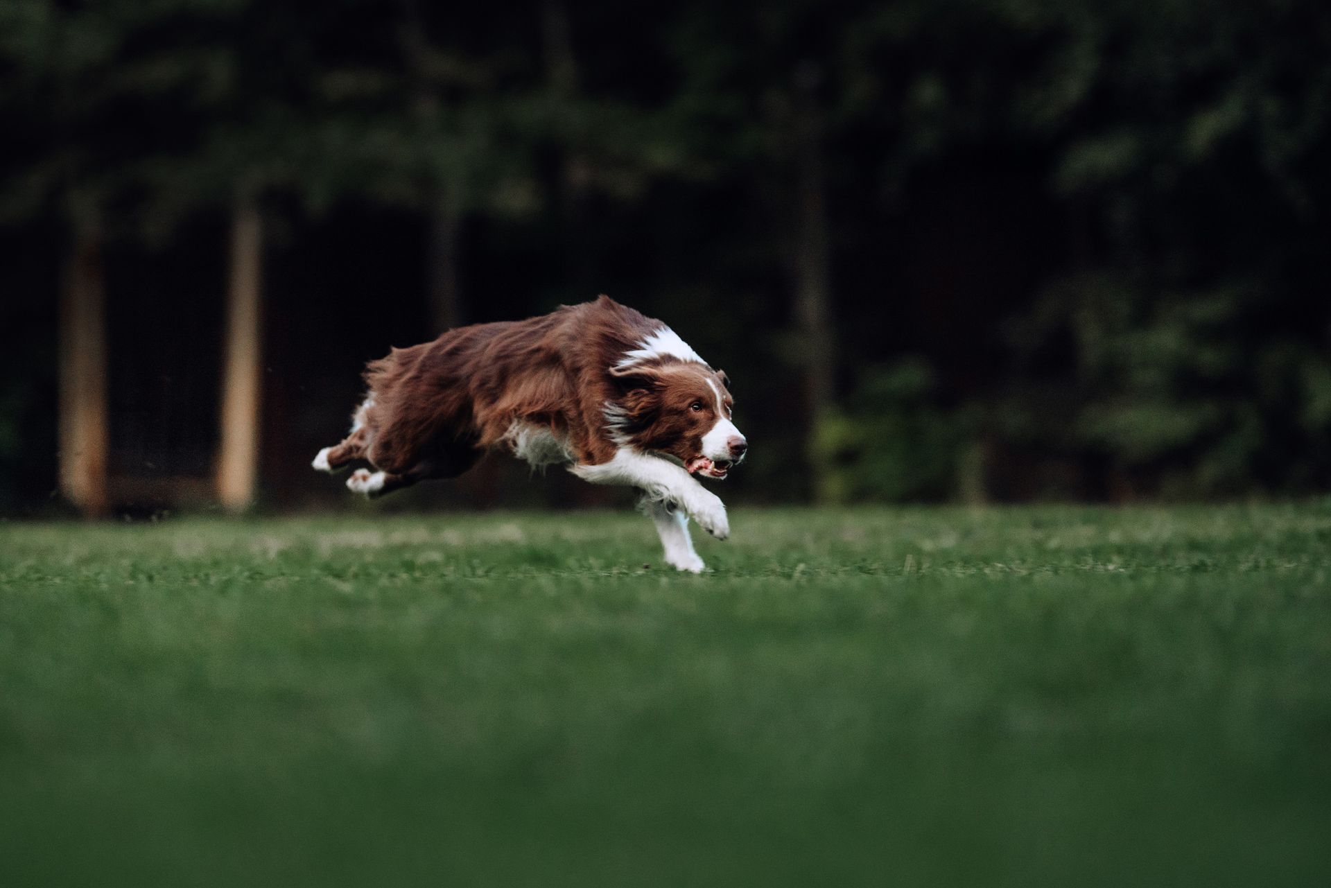 Perro marrón y blanco saltando a través de un campo de hierba; árboles en el fondo.