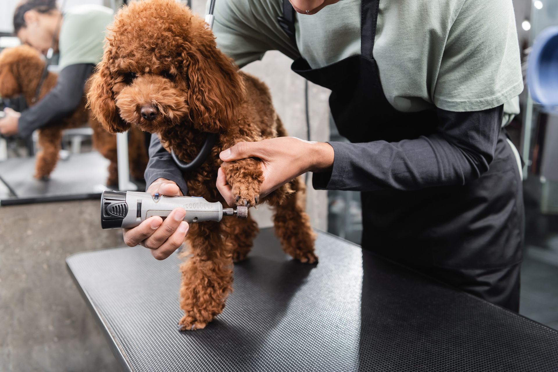 Una persona cortando las uñas de un caniche marrón con un cortaúñas en una mesa de peluquería.