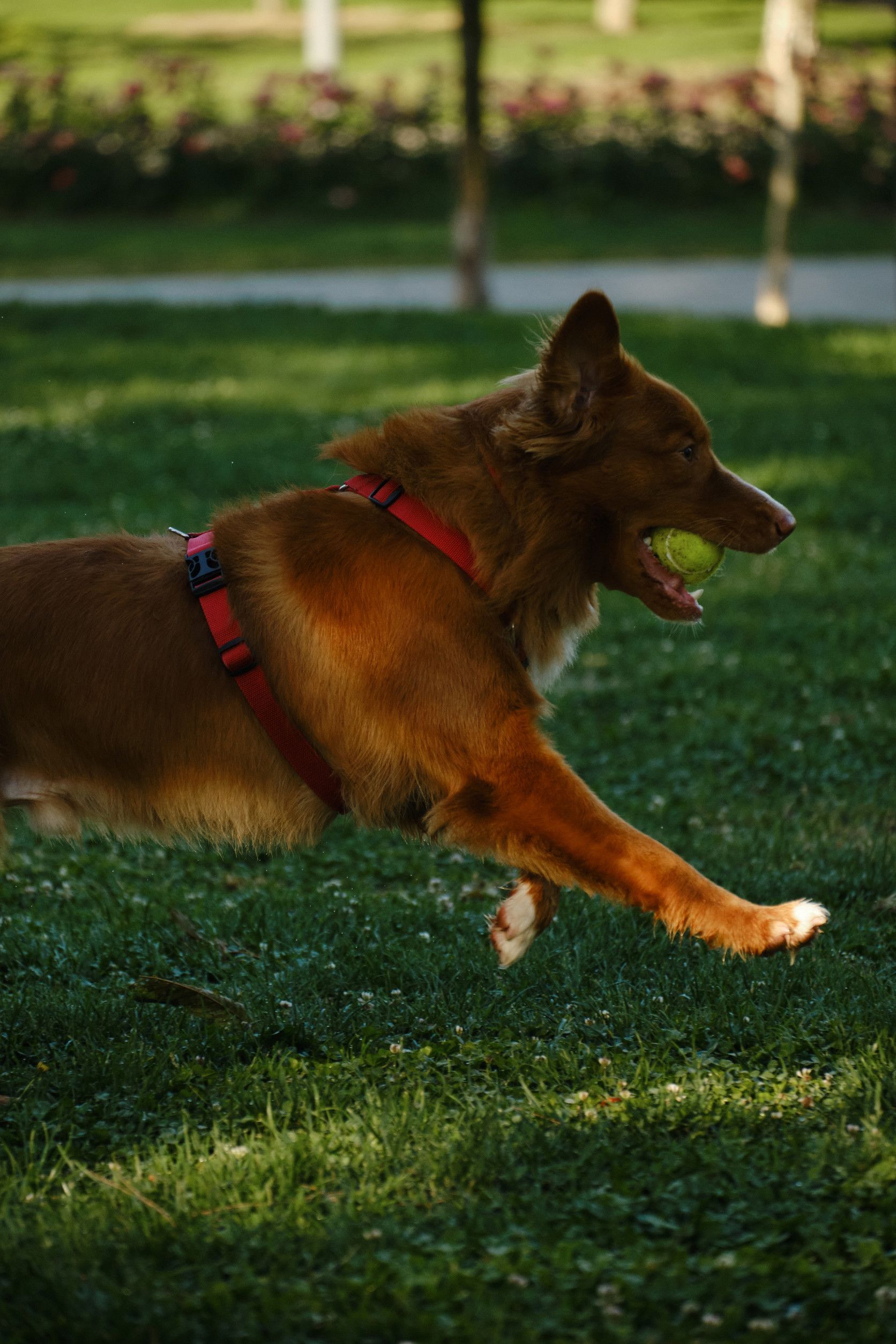 Perro marrón corriendo sobre el césped verde de un parque, con un arnés rojo.