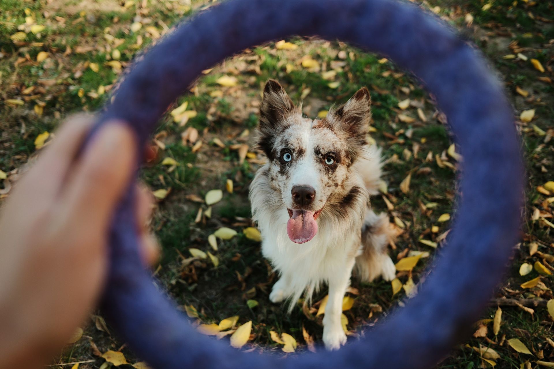 Perro mirando a través de un juguete de anillo azul, con la lengua afuera, en un parque.