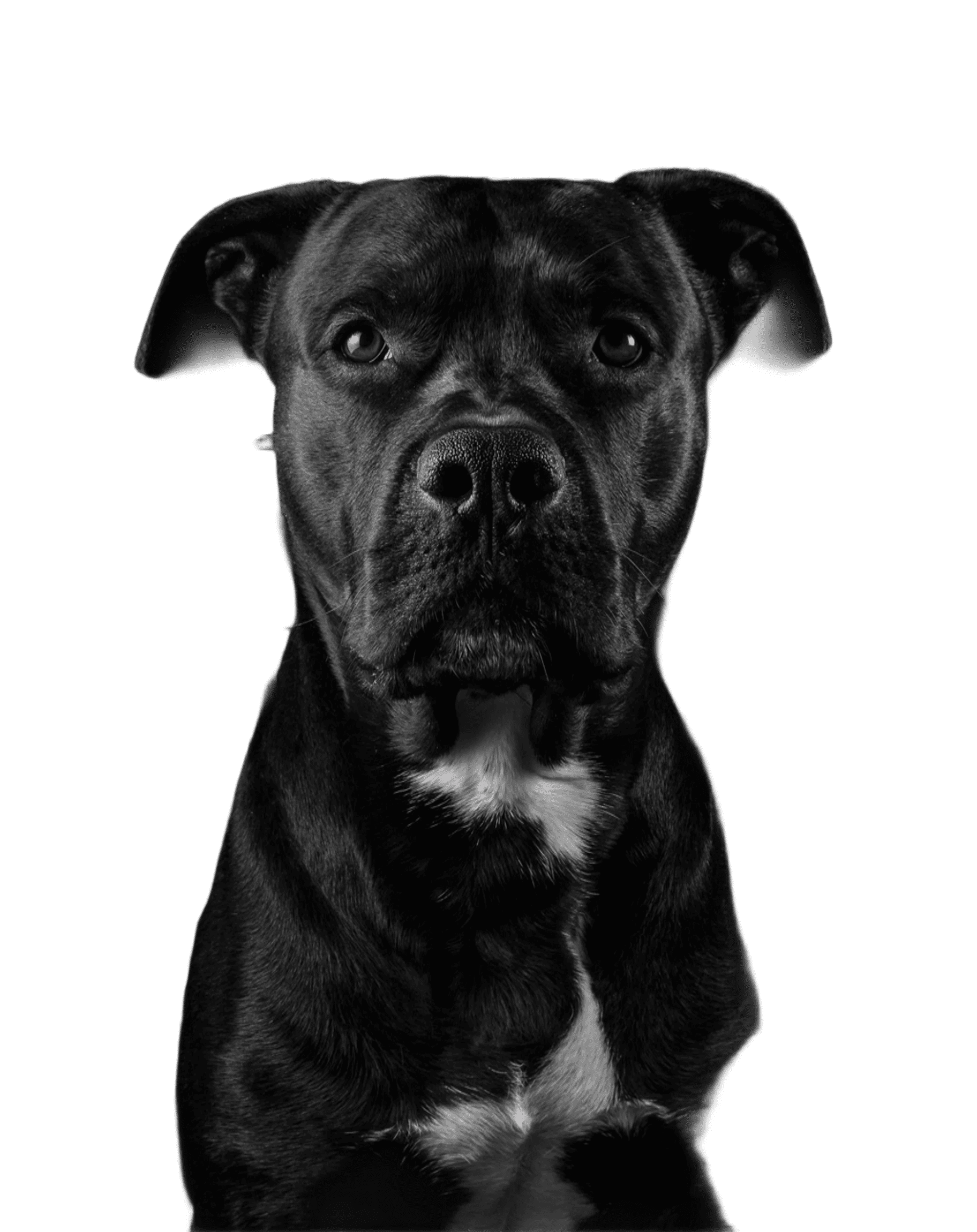 Perro negro con una marca blanca en el pecho, mirando a la cámara sobre un fondo negro.