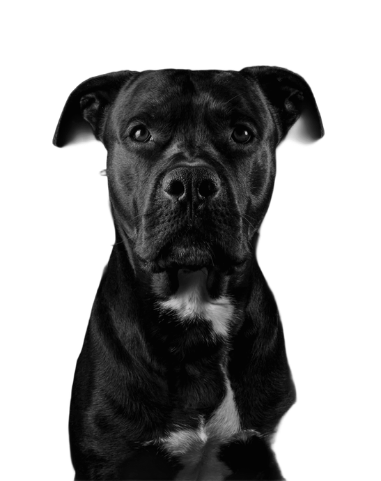 Perro negro con una marca blanca en el pecho, mirando a la cámara sobre un fondo negro.