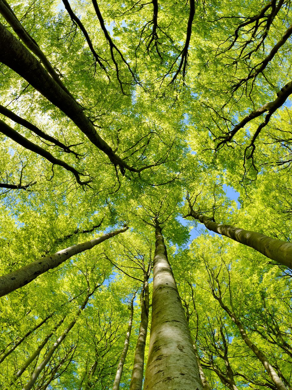 De grands arbres au feuillage vert luxuriant s'étendent vers un ciel bleu.