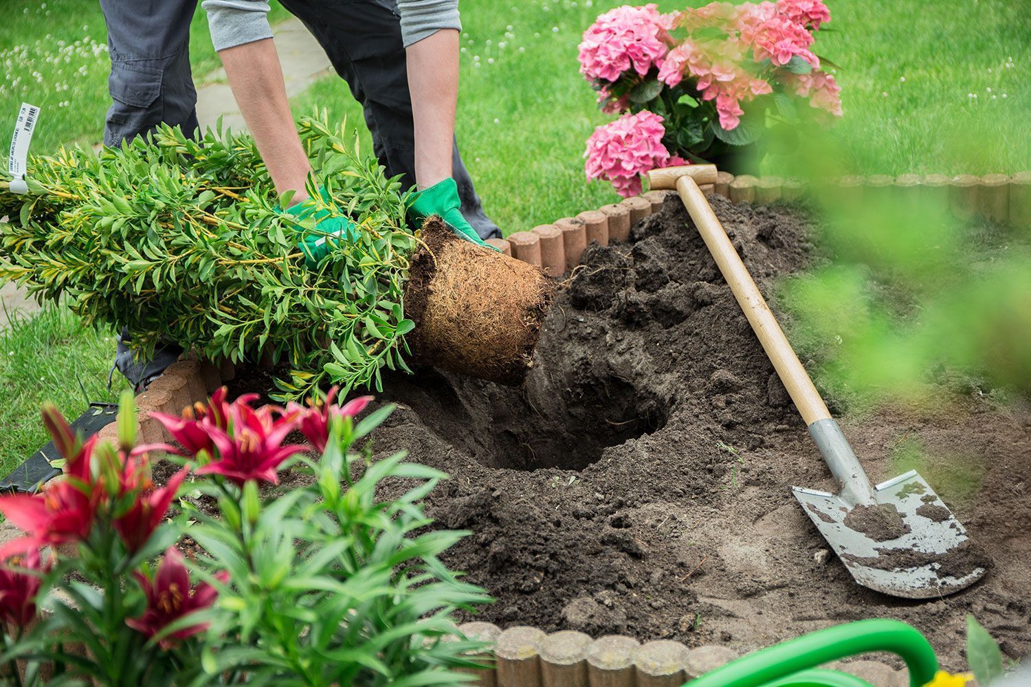 Gärtner pflanzen einen Strauch in ein Blumenbeet; in der Nähe befinden sich Schaufel, Erde und rosa Blüten.