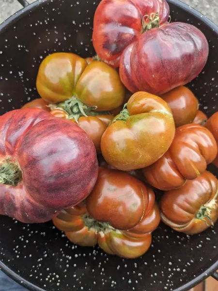Cuenco de tomates reliquia maduros con tonos rojizos, violáceos y marrones; algunos tienen surcos profundos.